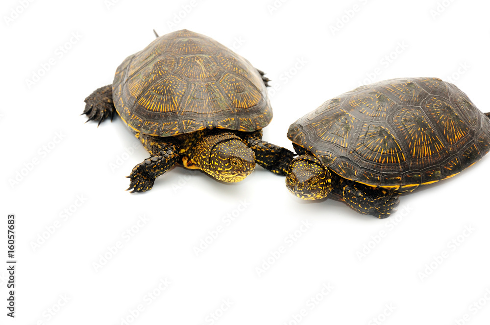 Reptile turtle animal, slow speed, isolated object Reptile turtle animal, slow speed, isolated object