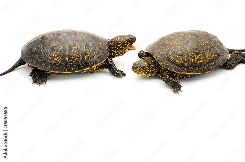 Reptile turtle animal, slow speed, isolated object Reptile turtle animal, slow speed, isolated object