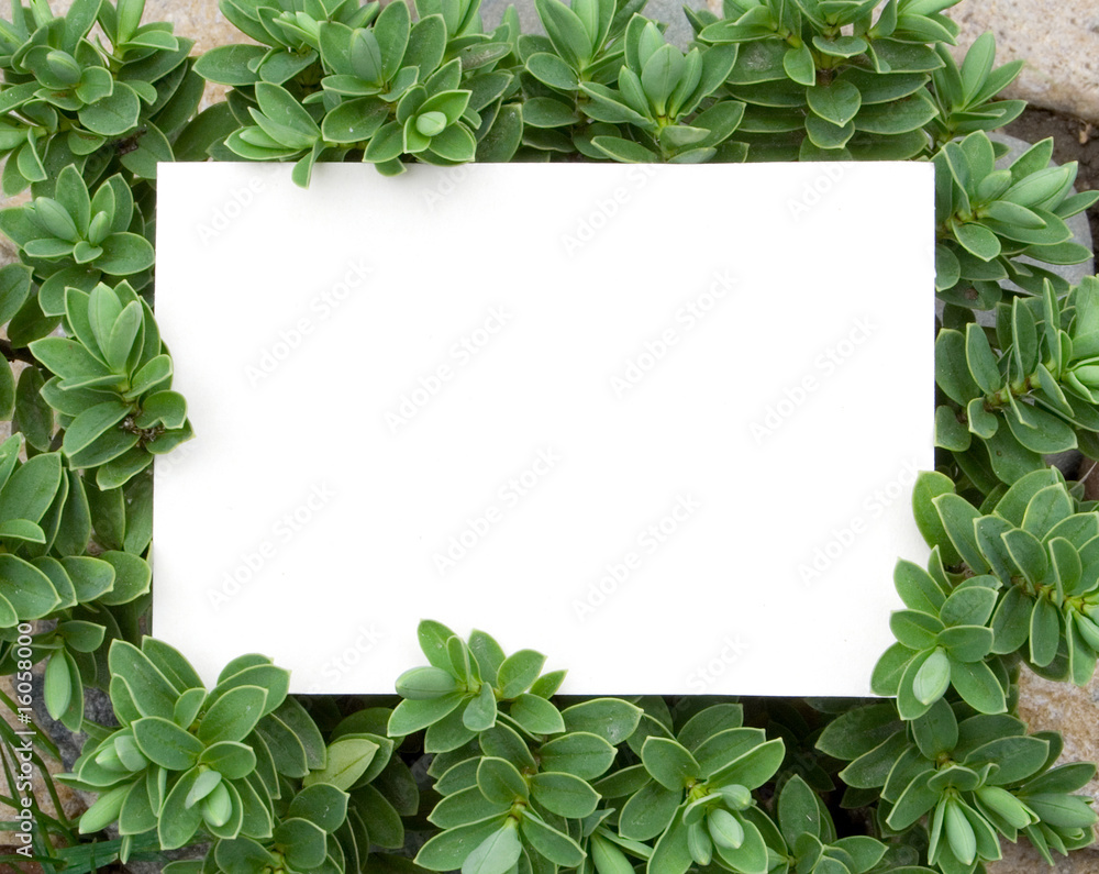 card blank card blank