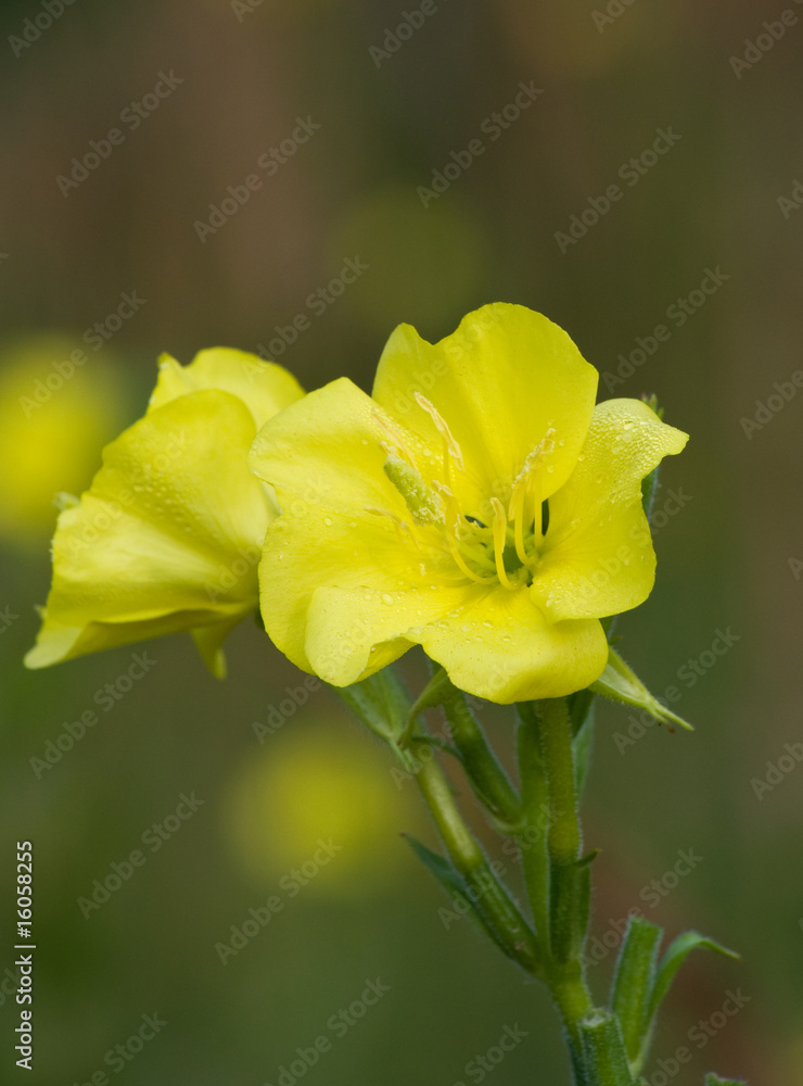 Fototapeta premium Evening primrose aglow