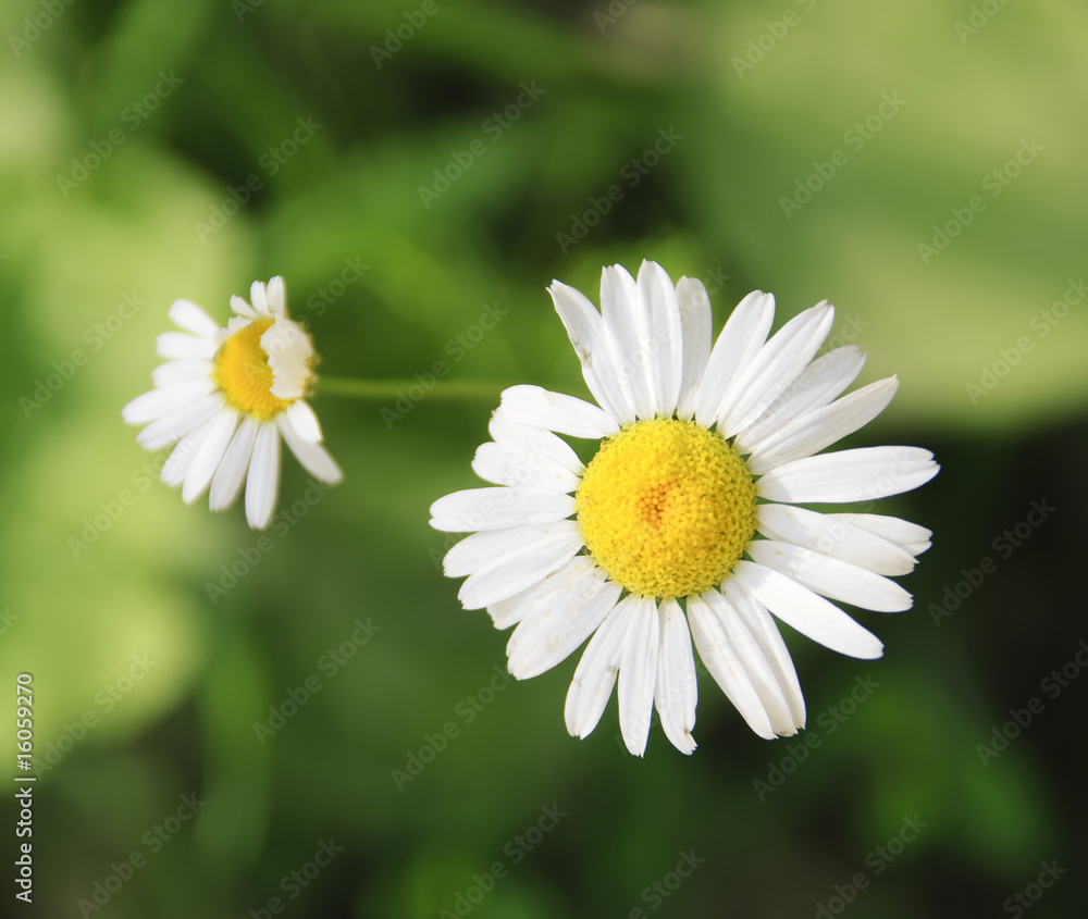 Obraz premium two daisies