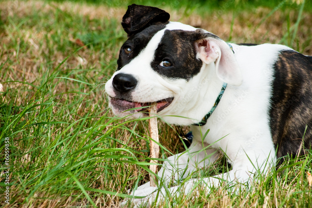 The dog with his stick for chewing