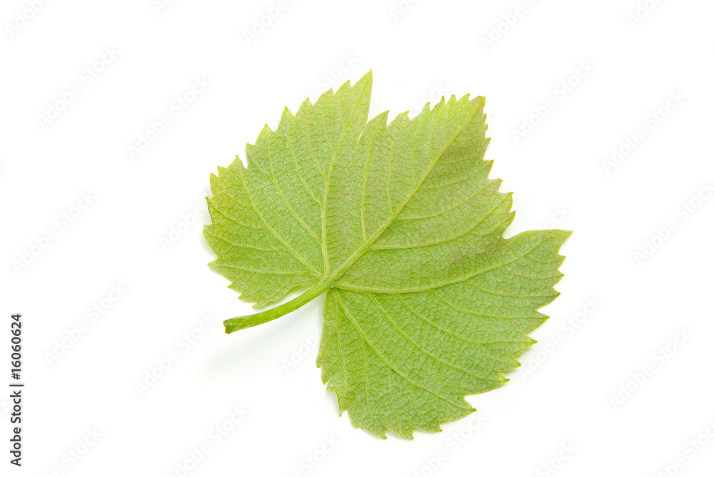 leaf leaf