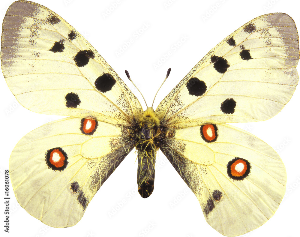 Naklejka premium butterfly isolated