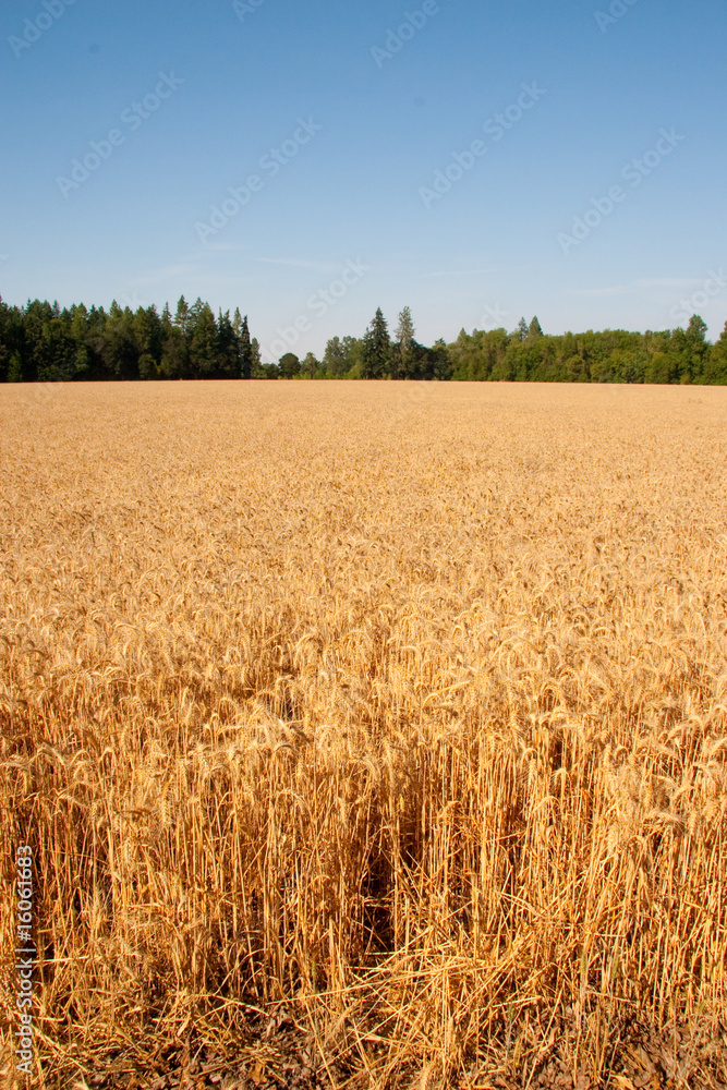 Wheat Field and Trees Wheat Field and Trees