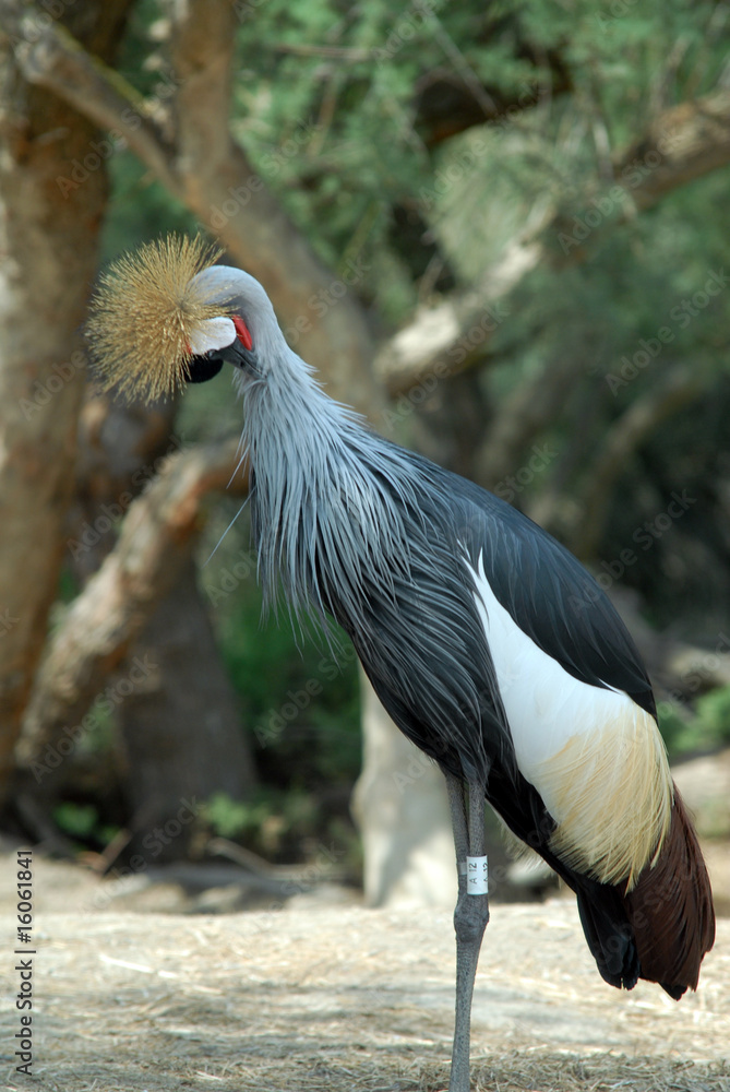 Naklejka premium grue