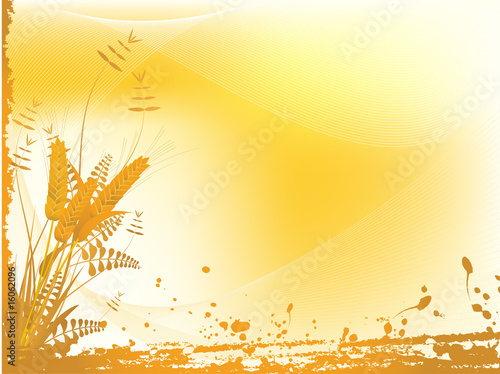 corn background