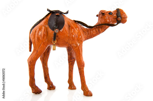 Maroc camel