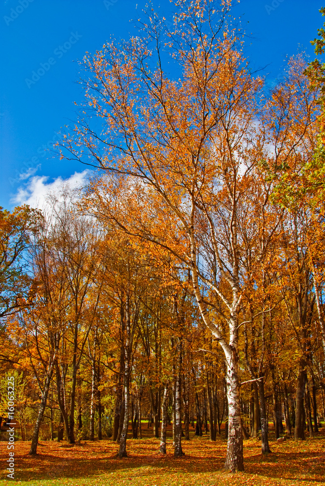 Autumn Birch forest