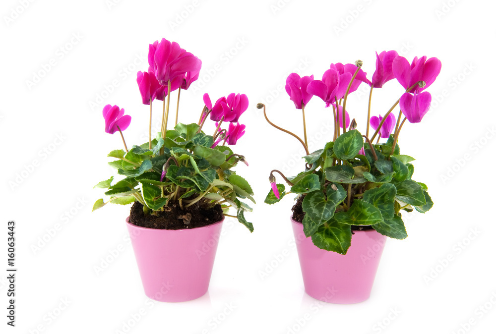 Cyclamen Cyclamen