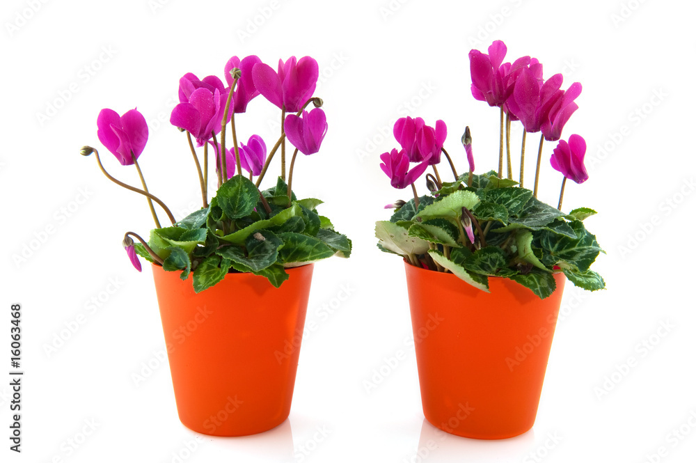 Obraz premium Cyclamen