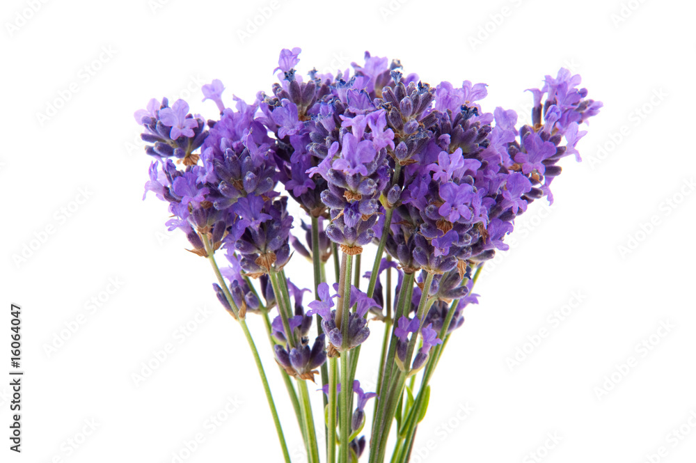 Fototapeta premium lavender