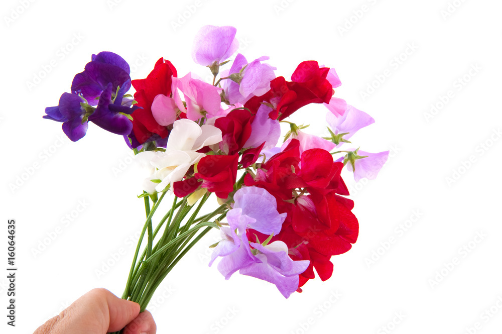 Naklejka premium Garden flowers lathyrus