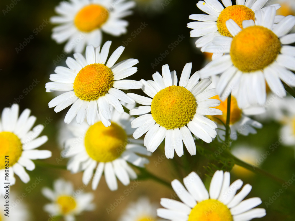 Fototapeta premium White Daisy