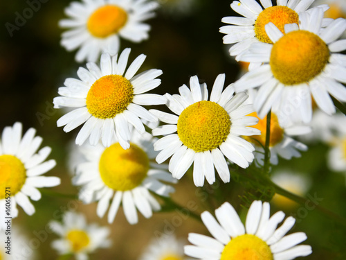 White Daisy