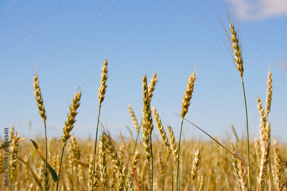 Fototapeta premium Wheat before harvest (yield's field).