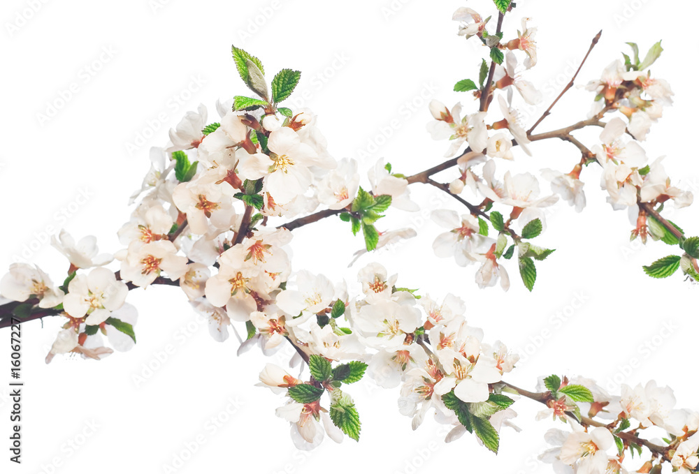 flower isolated on white background flower isolated on white background