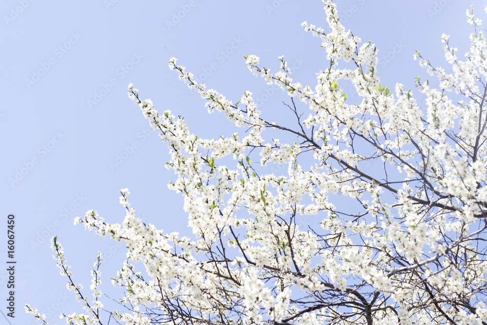 spring flowers close up background... spring flowers close up background...