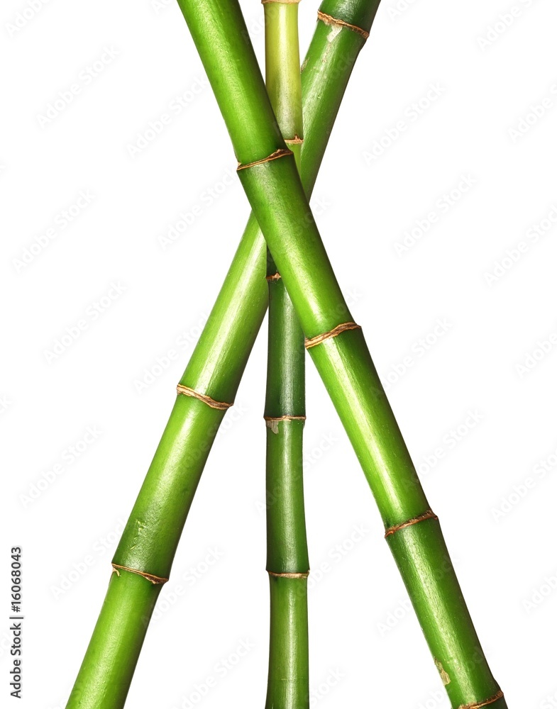 Fototapeta premium Triangle bamboo stems on white background