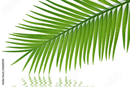 palme de sagoutier-palmier