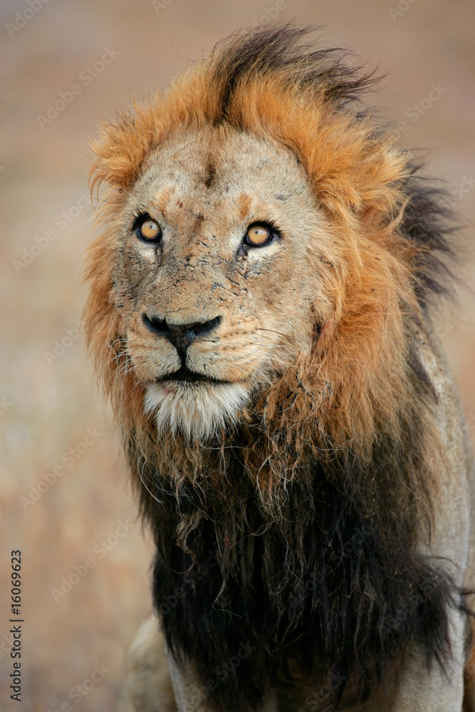 Fototapeta premium Big male African lion (Panthera leo), South Africa