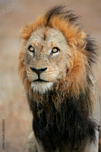 Big male African lion (Panthera leo), South Africa