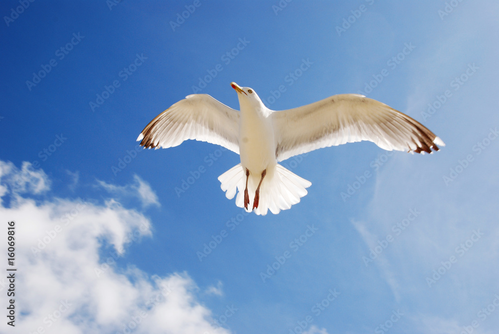 Fototapeta premium möwe