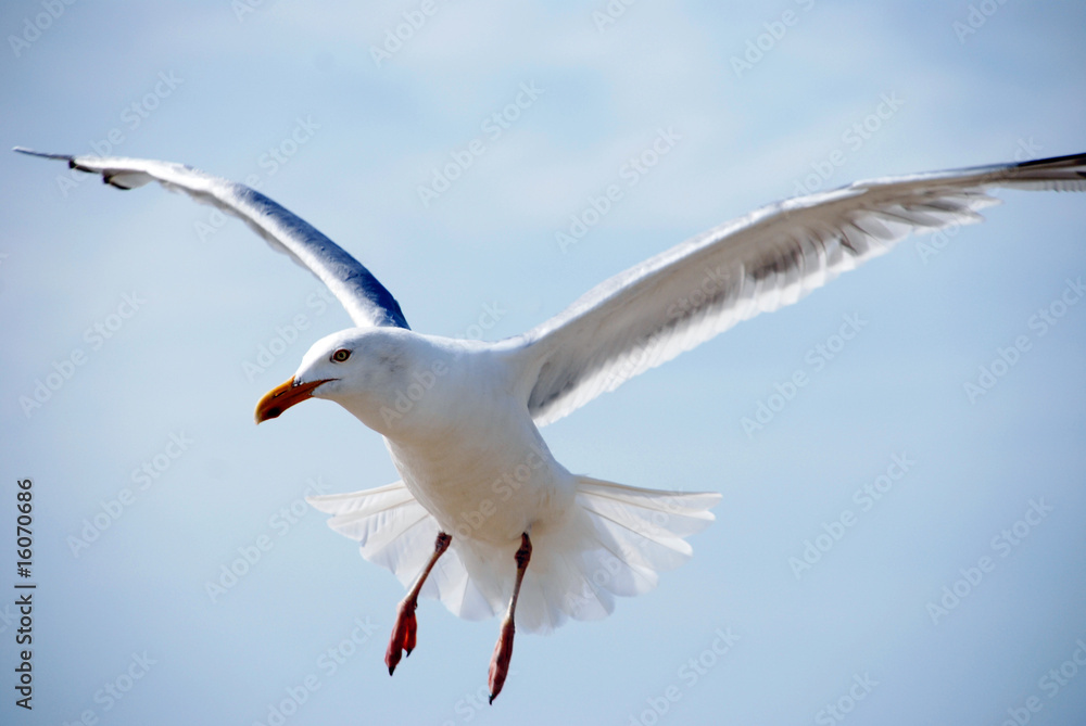 Naklejka premium seevogel