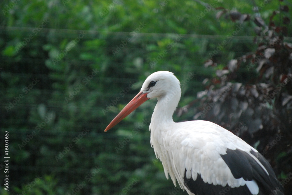 Storch Storch