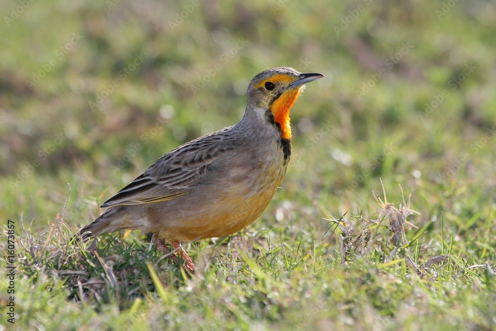 Cape Longclaw Bird Cape Longclaw Bird