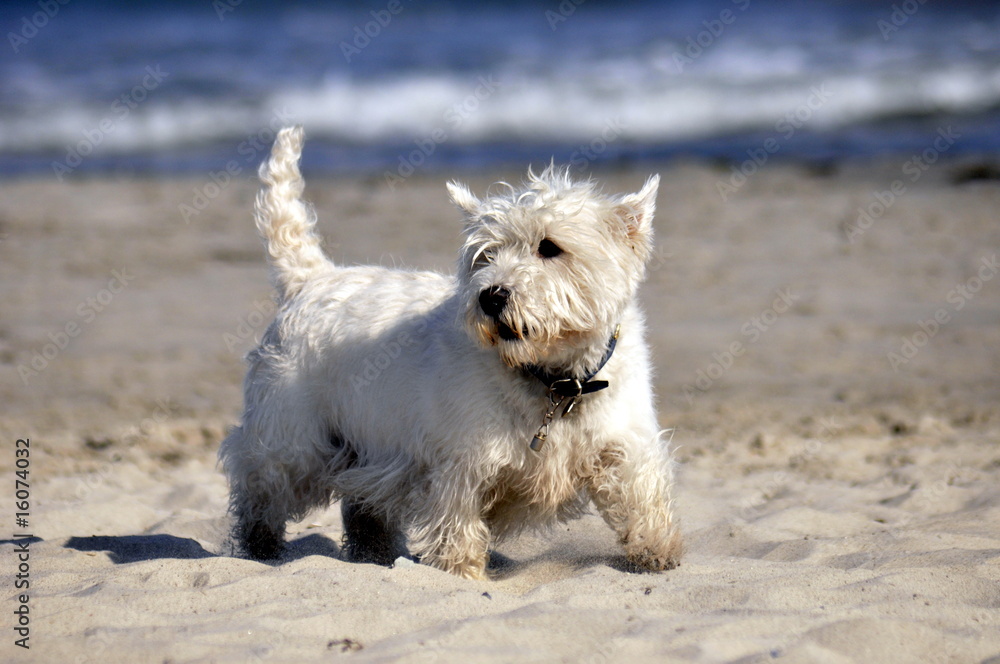 Dog at the beach Dog at the beach