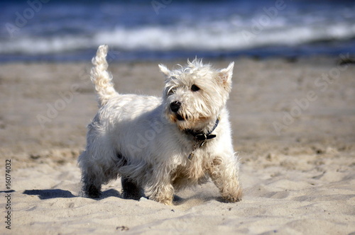 Dog at the beach © Peter Hansen
