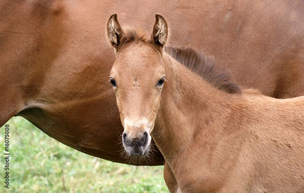 Cheval Cheval
