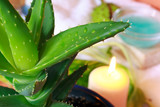 Aloe  with water drops,a wellness scene