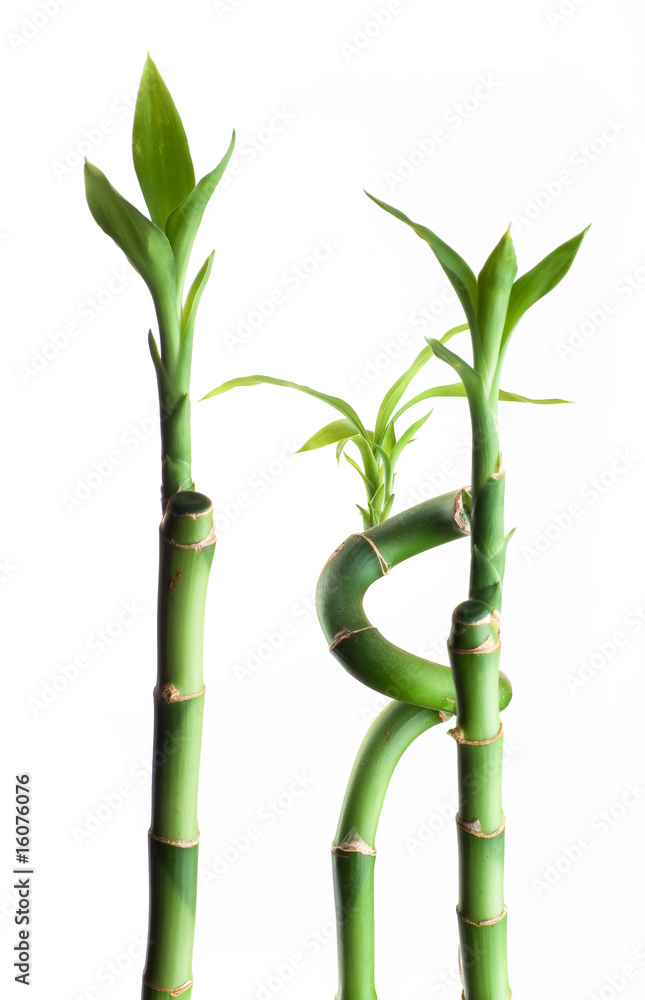 Fototapeta premium three bamboos
