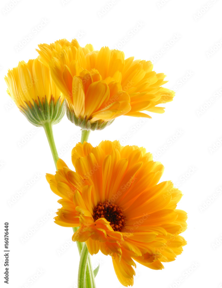 yellow gerber flowers against white background