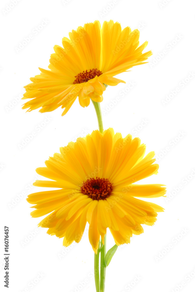image of yello gerber flowers