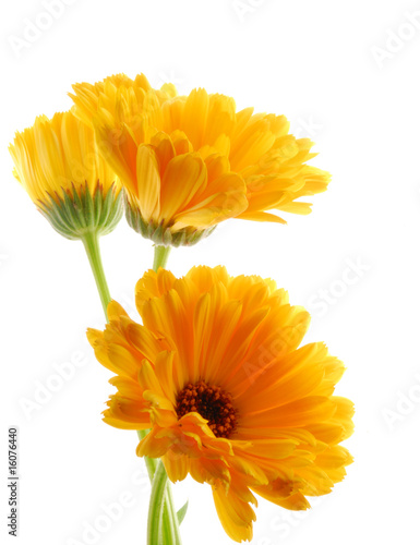 Obraz na płótnie yellow gerber flowers against white background w salonie
