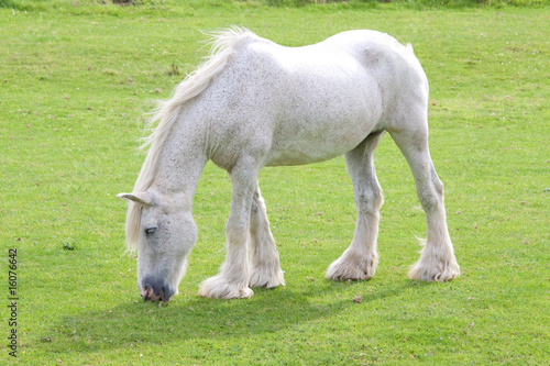Grey windblown horse