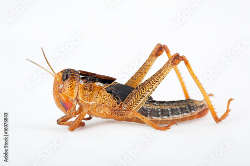 Wanderheuschrecke - Locusta migratoria