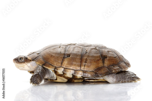 North African helmeted turtle