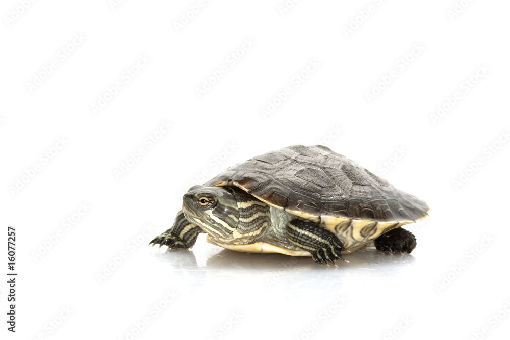 Obraz premium Cuban slider