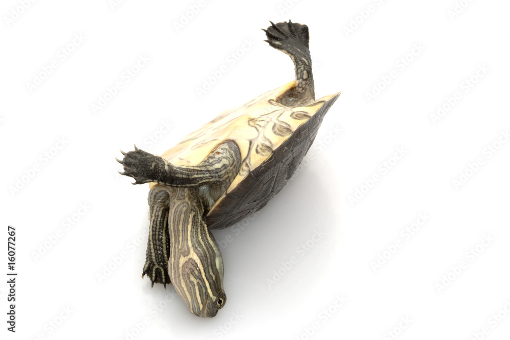 Obraz premium Cuban slider