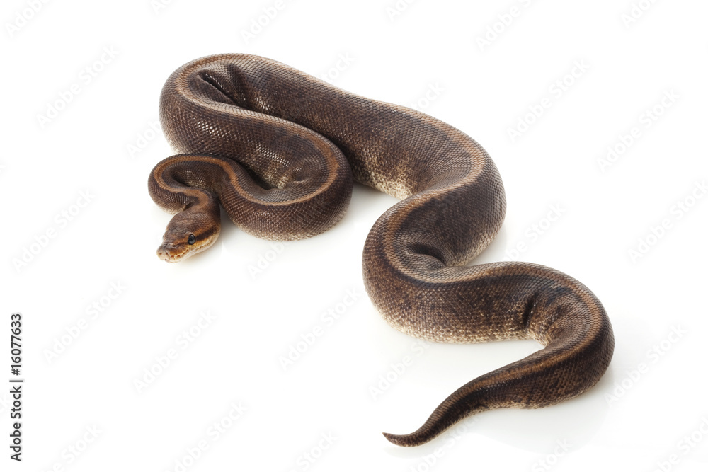 camouflage ball python camouflage ball python