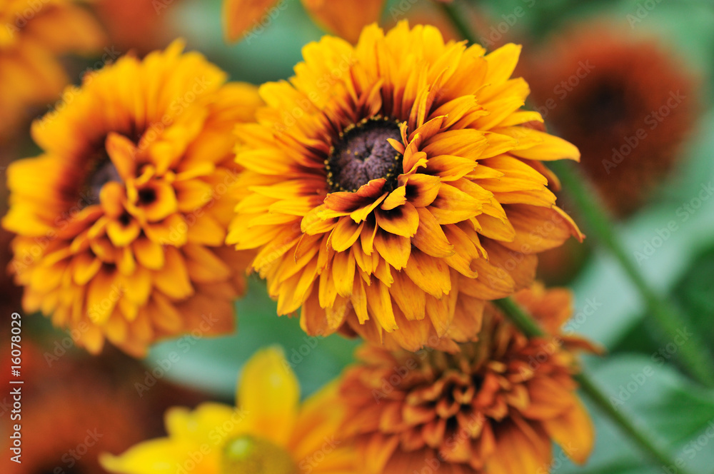 fall color, rudbeckia flowers fall color, rudbeckia flowers