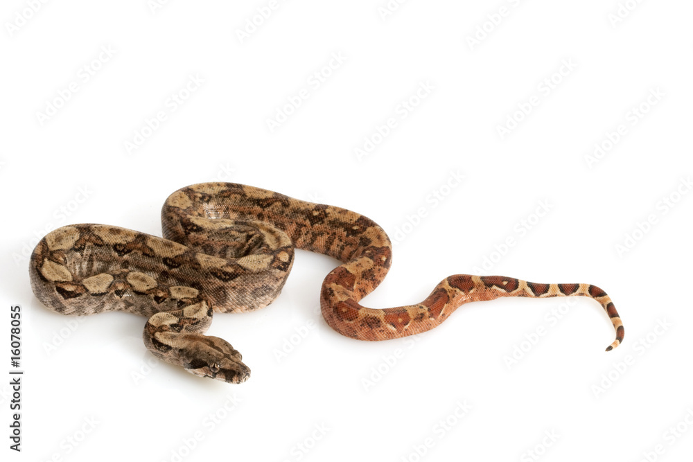 Fototapeta premium Hypo Nicaraguan Boa