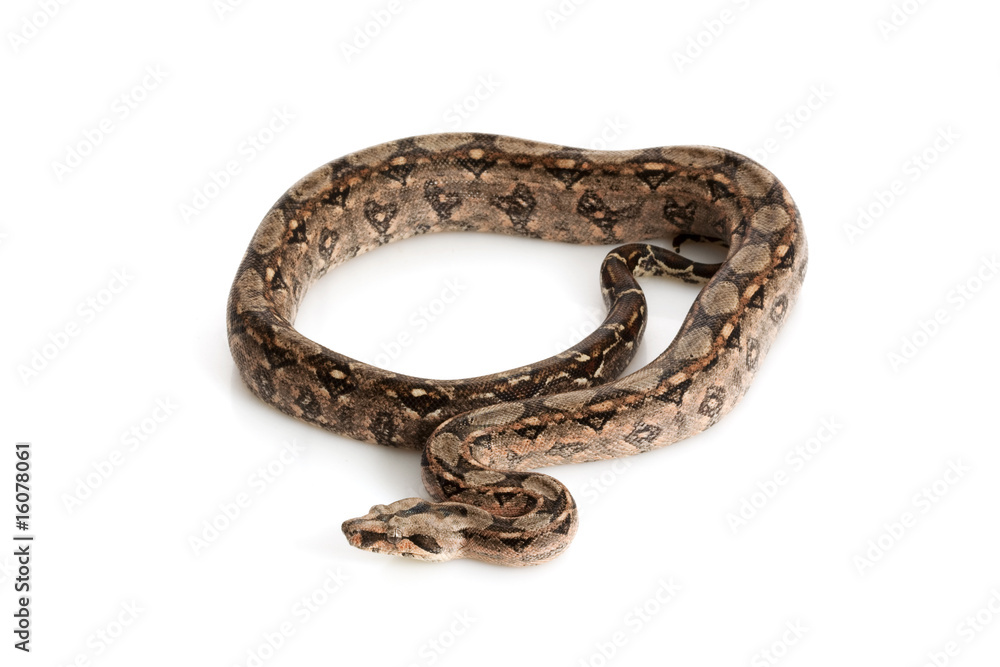 Fototapeta premium Tara Humara Boa