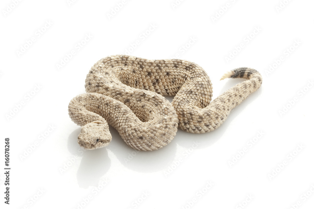 Sidewinder Sidewinder