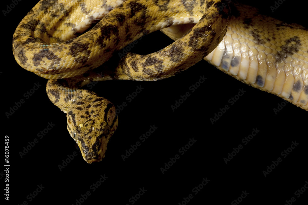 Naklejka premium Amazon tree boa