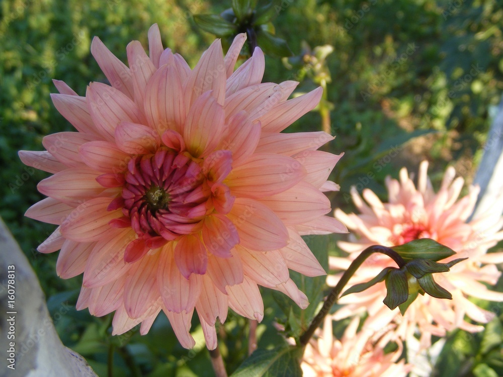 Fototapeta premium the coloured flowers
